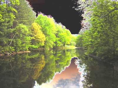 Trees and River